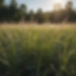 Vibrant Illinois grasslands showcasing diverse species