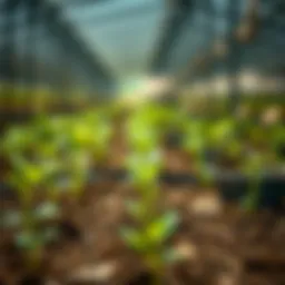 A Comprehensive Guide to Replanting Seedlings Introduction