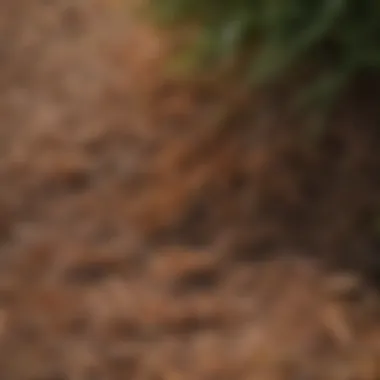 A close-up view of pine straw mulch spread across a garden bed.