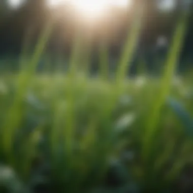 Close-up of grass blades with dew