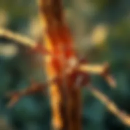 Close-up of barbed wire staples securing fencing