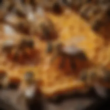 Close-up of bees on a honeycomb