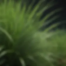 Close-up of Tiftuf Bermuda grass showcasing its lush green blades