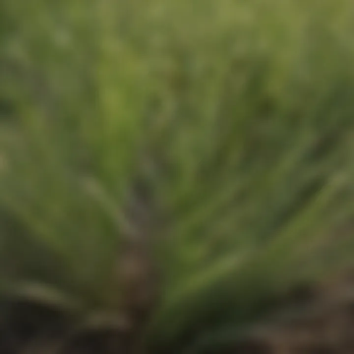 Close-up of drought-tolerant grass variety