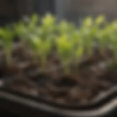 Close-up of seedlings emerging from a biodegradable seed tray in a well-lit indoor garden