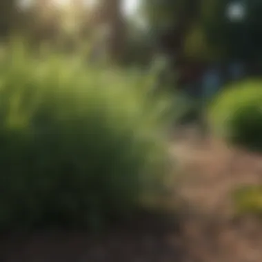 Close-up of shade-tolerant grass varieties