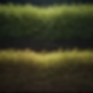 Comparison of different sod types for low light