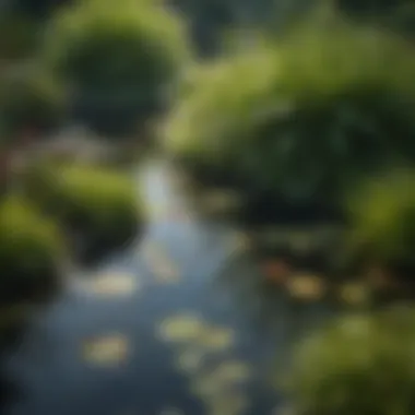 Close-up of aquatic plants flourishing in a small pond.