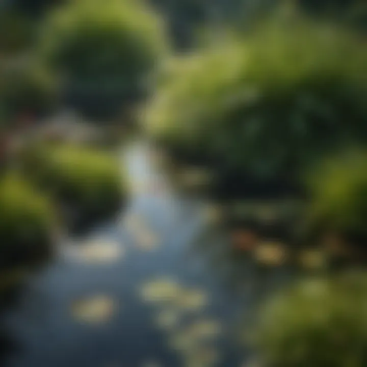 Close-up of aquatic plants flourishing in a small pond.