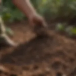 Close-up view of Bush Doctor Coco Loco potting soil showcasing its rich organic texture.