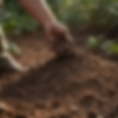 Rich Organic Texture of Coco Loco Close-up view of Bush Doctor Coco Loco potting soil showcasing its rich organic texture.
