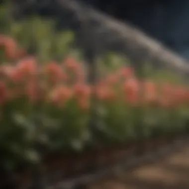 Cage wire rolls facilitating the growth of flowering plants
