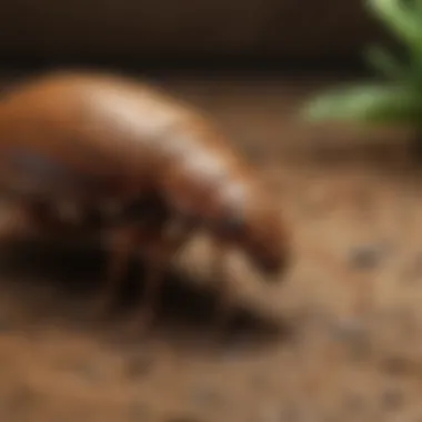 Sustainable alternatives to chemical termite control