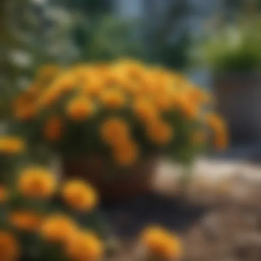 Chrysanthemum plants in a garden setting