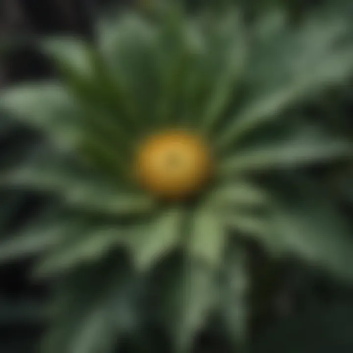 Close-up of chrysanthemum leaves affected by pests