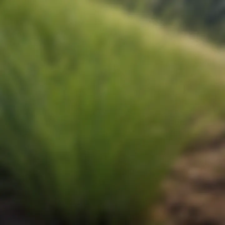 Close-up of perennial ryegrass seeds in a 50 lb package