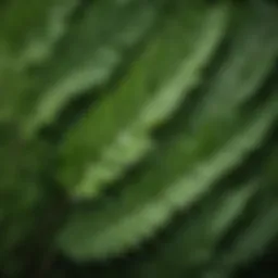 Close-up view of neem leaves showcasing their vibrant green color and texture