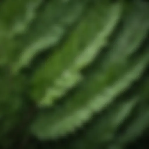 Close-up view of neem leaves showcasing their vibrant green color and texture