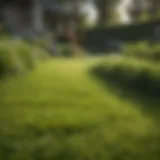 Lush green lawn demonstrating healthy grass care techniques