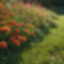 Close-up of a lush green lawn with colorful weeds