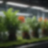 A vibrant indoor hydroponic garden showcasing various plant species