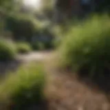 Diverse types of grass displayed in a vibrant garden setting