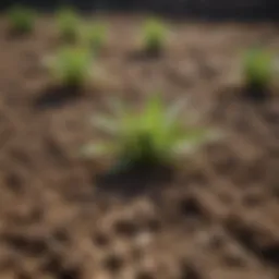 Close-up of weed control mesh laid over soil, illustrating its coverage