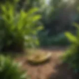 Diverse plantain varieties in a lush garden setting