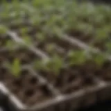 A close-up of deep seedling trays filled with rich soil and young plants