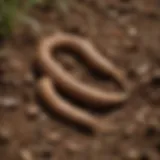 Close-up view of cutworms in soil