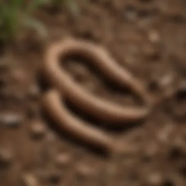 Close-up view of cutworms in soil