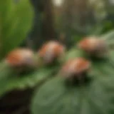 Close-up view of stink bugs on a leaf