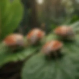 Close-up view of stink bugs on a leaf