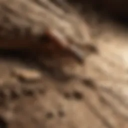 Close-up of subterranean termite damage on wood