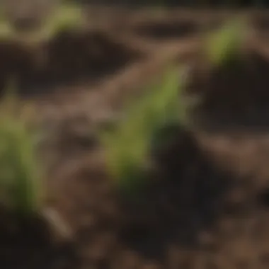 Nutrient-Rich Soil for Grass Healthy soil rich in nutrients for grass growth