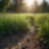 Lush green grass thriving in optimal conditions