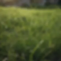 A lush green lawn with visible weeds
