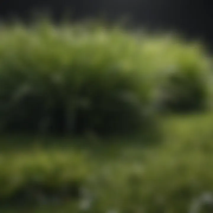 Aesthetic appeal of well-maintained natural grass versus artificial turf