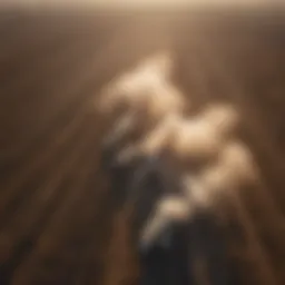 Aerial view of a polluted agricultural field