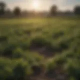 Installation of anti-bird wire in a field