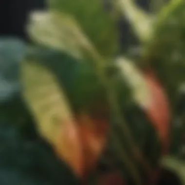 Close-up of plant leaves displaying signs of nutrient deficiency