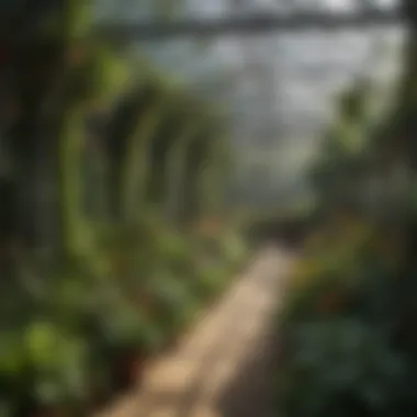 A thriving garden under a greenhouse arch, illustrating benefits for plant growth.