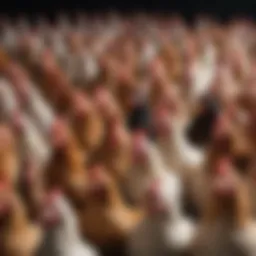 Diverse poultry breeds showcasing their unique characteristics