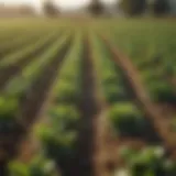 A lush agricultural field showcasing diverse crops