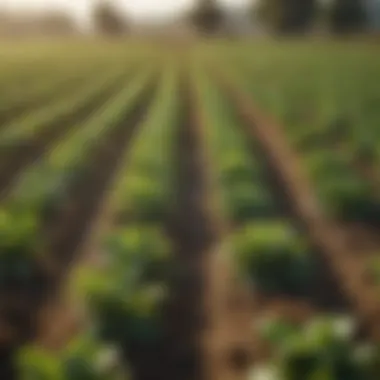 A lush agricultural field showcasing diverse crops
