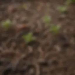 Close-up of healthy garden soil with nematodes