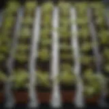 A close-up view of square seedling pots filled with vibrant seedlings