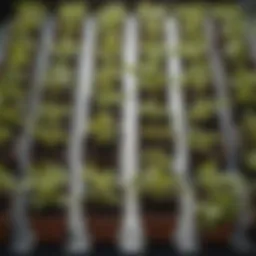 A close-up view of square seedling pots filled with vibrant seedlings