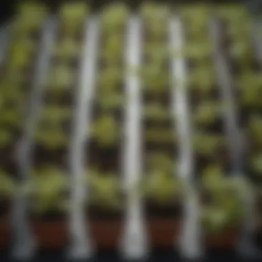A close-up view of square seedling pots filled with vibrant seedlings