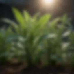 Close-up view of thriving plants benefiting from Terpinator nutrient application.